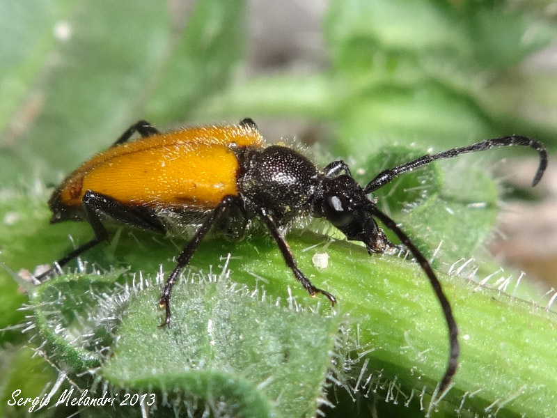 Parachorymbia fulva (Cerambycidae)